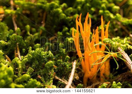 Bright Orange Ramaria Mushrooms In Green Moss