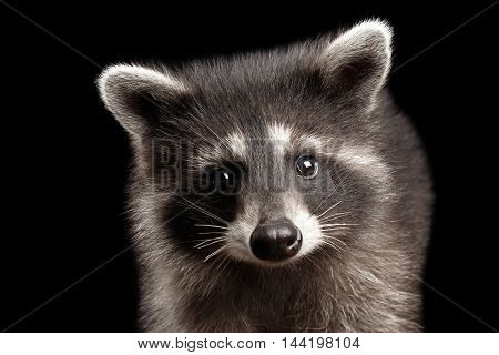 Closeup Portrait of Cute Baby Raccoon isolated on Black Background