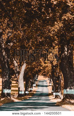 Trees In Alley In Countryside