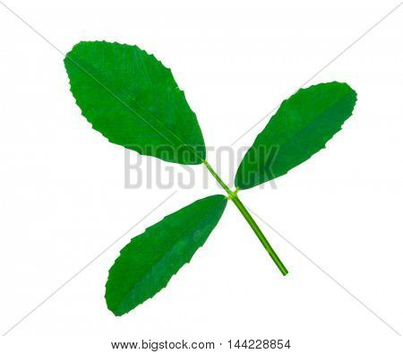 Medicinal plant: Melilotus officinalis (Yellow Sweet Clower)herb. Leaf