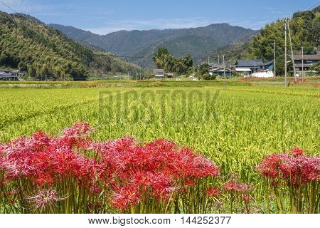 Lined red spider lily flowers in front of autumn rural scenery