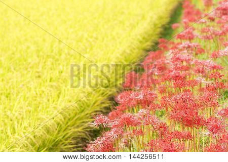 Red spider lily flowers beside rice field