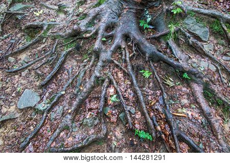 root system of trees visible on the surface of the earth