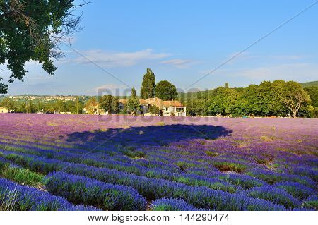Lavender Field And Old Farmhouse, Provence, France