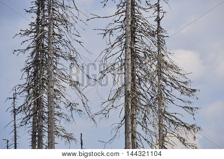 Forest dieback by bark beetle infestations and Kyrill storm, Bavarian Forest - Sumava National Park border. Dead trees. Germany - Czech Republic