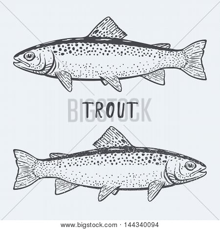 Trout fish black and white vector illustration