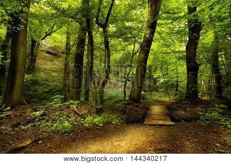 Forest path with a wooden bridge in the valley Pilske udoli. Moravian landscape.