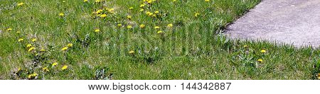 Common dandelions (Taraxacum officinale) bloom in a back yard in Joliet, Illinois during April.