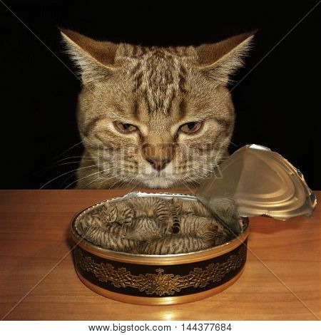 A sad cat looks at a tin can. The tin is filled with kittens. Maybe it is a nightmare.