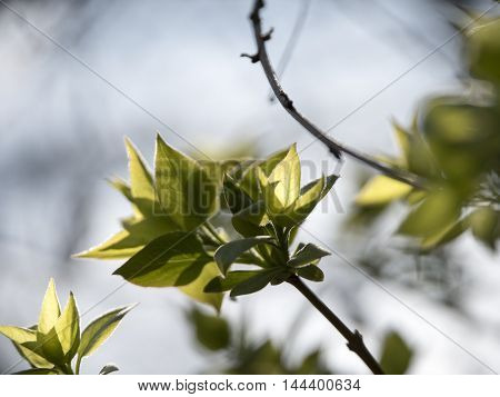 New flowered trees in the park in spring.