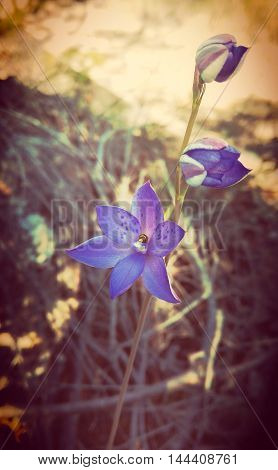 Australian Purple Spotted Sun Orchid (Thelymitra ixioides), Royal National Park, Sydney. Vintage filter, Retro, decorative