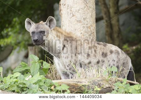 Spotted Hyena watching something in the park