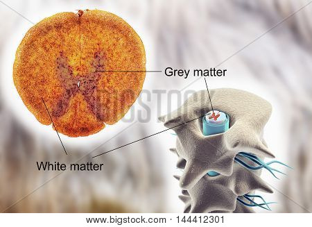 Spinal cord, cross-section. Light micrograph and 3D illustration which shows the white and the grey matter with dorsal and ventral horns
