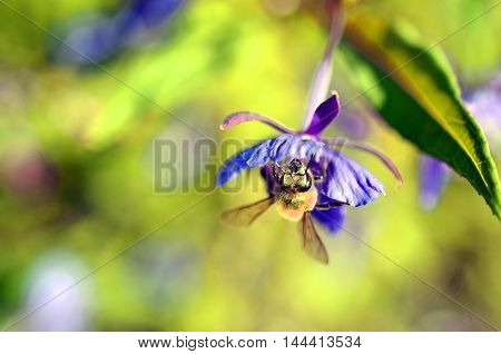 small bee pollinating pink heather erica weed