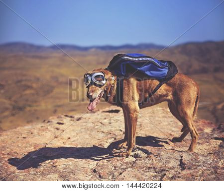  a dog standing on a mountain top with a canvas backpack looking over a skyline toned with a retro vintage instagram filter 