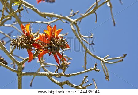 Beautiful coral tree flowers in early spring against a blue sky