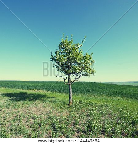 idillic landscape with lonely blooming treegreen fields and blue sky, square toned image