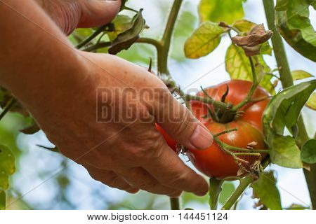 Women's arm holding branch of red ripe homegrown tomatoes growing in a vegetable garden on a sunny day