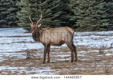 North American elk in an open meadow in Rocky Mountain Alberta Canada