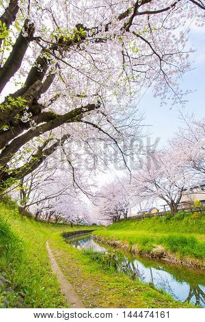 Cherry bloom on the banks of the spring.