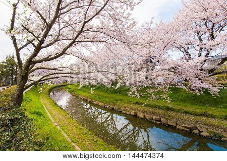 Cherry bloom on the banks of the spring.