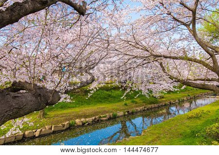 Cherry bloom on the banks of the spring.
