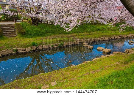Cherry bloom on the banks of the spring.