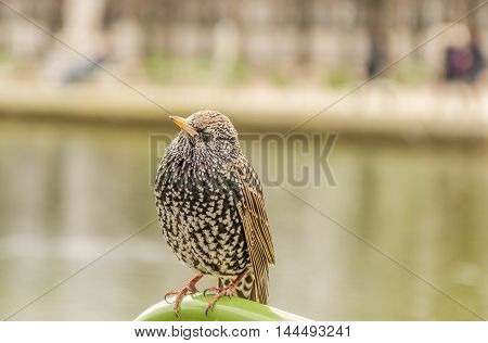 Starling bird on a metal bar - Image with a small bird and mottled plumage the Common Starling scientific called Sturnus Vulgaris.