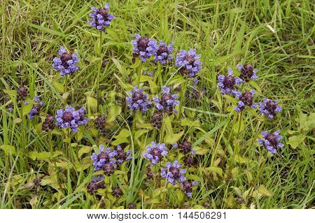 Common Selfheal - Prunella vulgaris
Blue Herb Flower