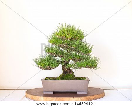 Japanese Bonzai Tree Pot on white background