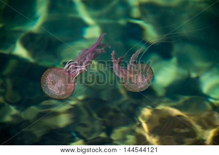 Dangerous jellyfish Pelagia Noctiluca with reflections under water surface