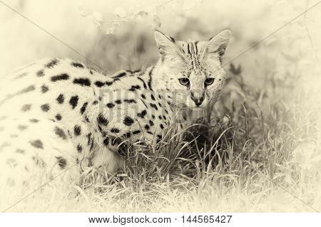 Serval Cat (felis Serval) Walking In The Nature. Vintage Effect