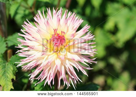 Macro of a white red dahlia - cultivar Jennie
