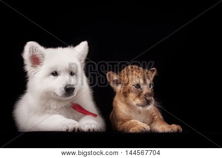 little lion cub and white puppy in Studio on black background