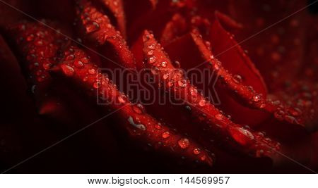 water droplets on a red rose petals. flora