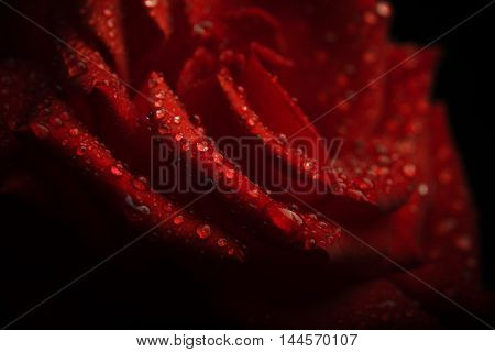 water droplets on a red rose petals. flora