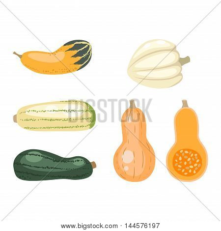 Autumn collection of pumpkin set elements design with different pumpkins oriental bittersweet vector illustration. Orange halloween pumpkin set vegetable collection. Harvest symbol season decoration.
