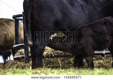 Black crossbred calf nursing an Angus cow