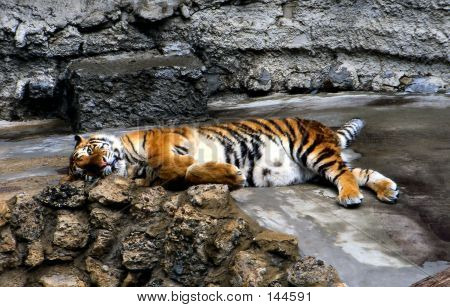 Tigre em repouso