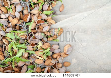 Almond Harvest Time