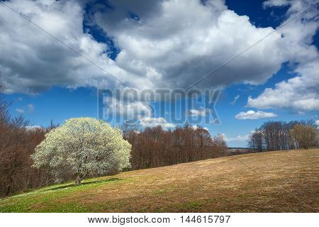 Beautiful spring scene on the mountain Goc in Serbia.