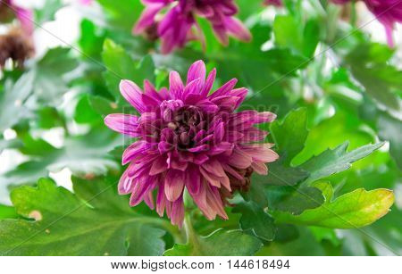 Purple Chrisanthemum Closeup