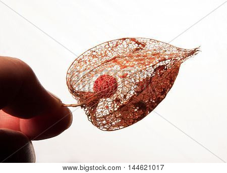 red pod of physalis on the black background