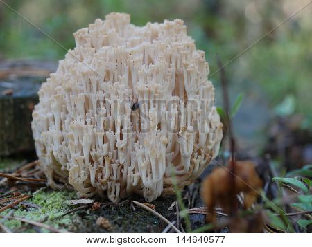 coral fungus in the forest clavicorona pyxidata