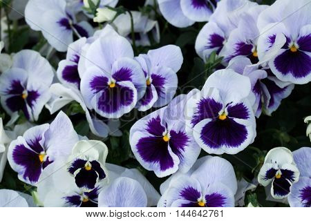 Garden pansy (Viola tricolor var. hortensis). Flowering plant.