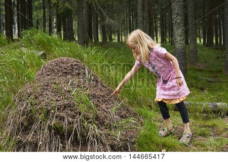 Child blond girl exploring anthill in the woods.