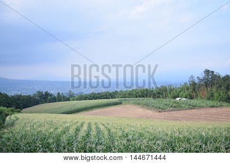 Summer natural corn field with blue beautiful sky