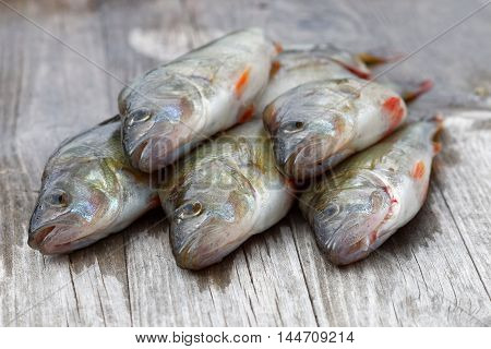 Some newly catched european bass fish laying on a bridge (latin: perca)