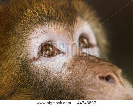 Detail of face of Barbary ape - Macaca sylvanus