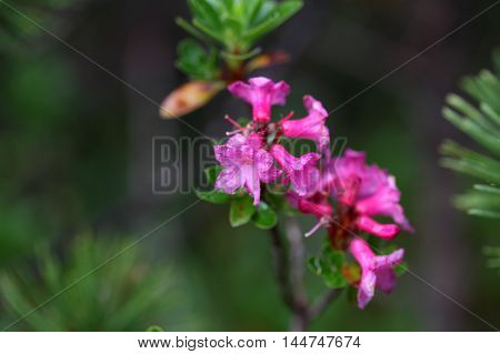 Flowers of a hairy alpenrose (Rhododendron hirsutum)